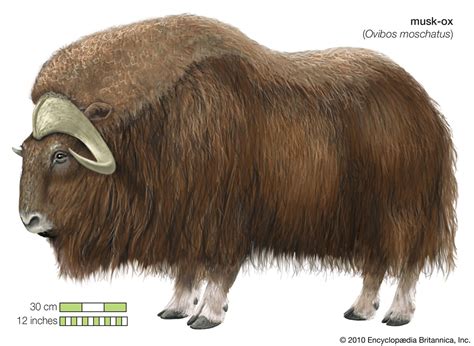 musk ox arctic mammal adaptations behavior britannica