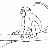 Monkey Hanging Getdrawings Trees Drawing Spider sketch template