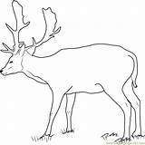 Deer Buck Coloring Fallow Pages Drawing Printable Color Getcolorings Getdrawings Coloringpages101 sketch template