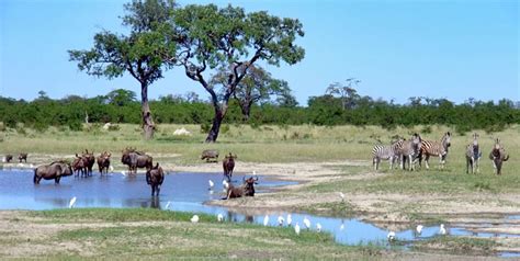 Kasane Parco Nazionale Del Chobe Botswana Parchi Kasane Parco