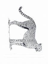 Jachtluipaard Felini Tekening Guepardo Colorare Gepard Cheetah Leopardo Dieren Malvorlagen Leopardos Guepard Ausmalbilder Ghepardo Animaatjes Mewarnai Ghepardi Imagui Coloriages Citah sketch template
