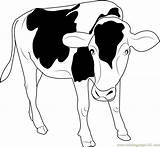 Cow Coloringpages101 sketch template