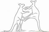 Kangaroo Coloring Fighting Males Adult Red Pages Coloringpages101 sketch template