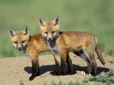 wild animals foxes