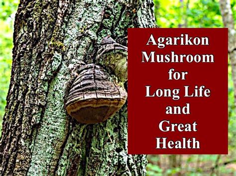 agarikon mushroom  long life  great health   healing