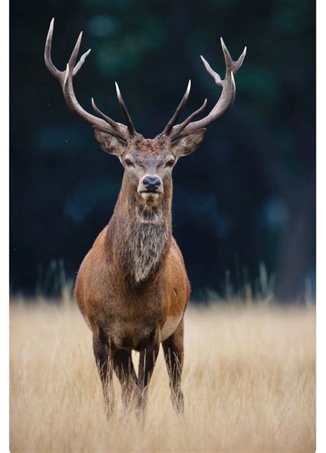 majestic european red stag  red deer   fourth largest deer species  moose elk