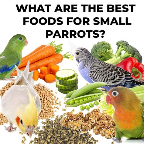 foods  small parrots parrot essentials