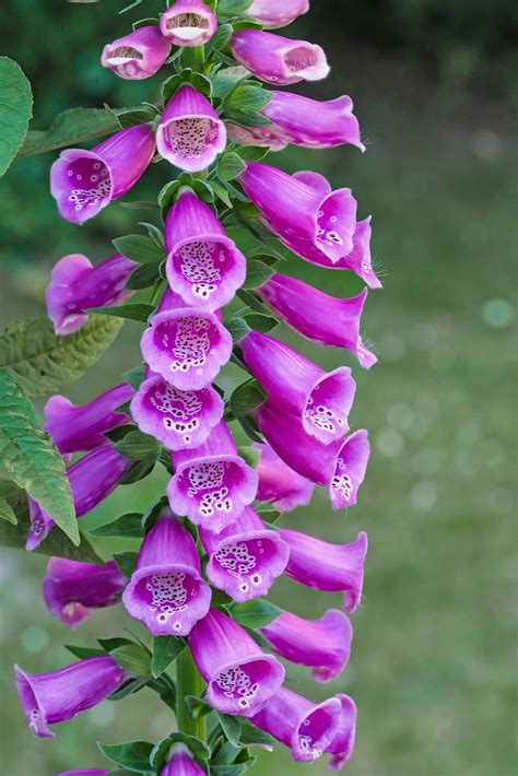 photo purple bell flowers bloom blossom flora