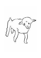 Coloring Prince Little Sheep Old Pages sketch template
