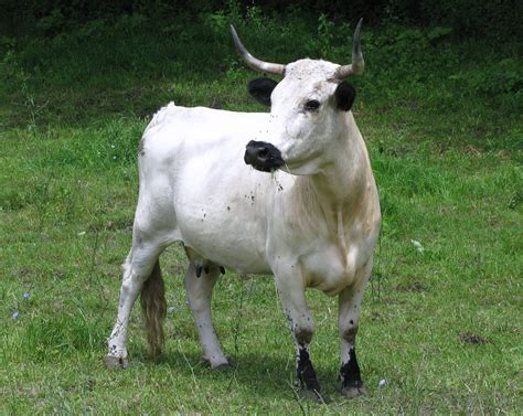 white park cattle alchetron   social encyclopedia