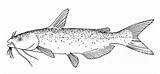 Catfish Redtail Granger sketch template