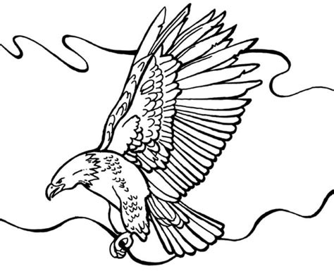 bald eagle flying  coloring page netart