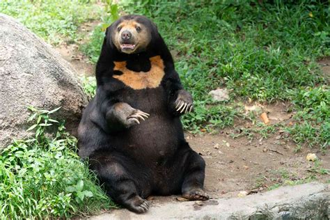 chinas hangzhou zoo denies claims  sun bears  humans  disguise