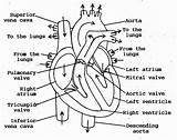 Heart Diagram Flow Blood Human Anatomy Sketch Simple Drawing Coloring Through Labels Valves Labeled Structure Pages Chambers Outline Organ Internal sketch template