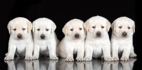 questions    phoning  breeder  happy puppy site
