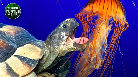 turtle eating jellyfish  youtube
