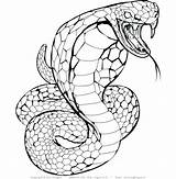 Snake Coloring Pages Printable Viper Cobra Snakes Drawing Adults King Color Print Evil Kids Fish Colouring Tattoo Adult Reptiles Getcolorings sketch template