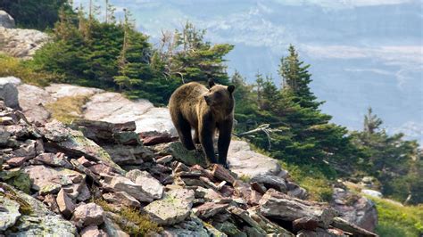 montana grizzly bears euthanized  fall tested positive