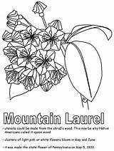 Laurel Mountain Coloring Pennsylvania Connecticut Symbols State Flower Geography Pa Lapbook States Go History United Popular Kidzone Ws Usa sketch template