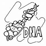 Dna Coloring Getcolorings Pages sketch template