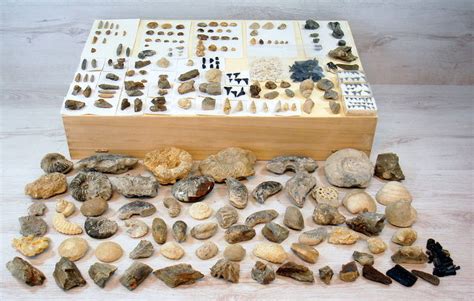 collectie diverse soorten fossielen  mm catawiki