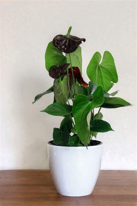 How To Care For Anthurium The Easy Way Flamingo Flower