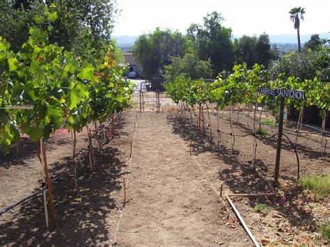 portion   backyard vineyard showing cab    sangiovese