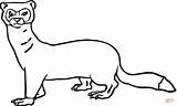 Fret Ausmalbilder Stoat Weasel Ferret Wiesel Clipart Frettchen Printable Drawings Weasels Malvorlagen sketch template