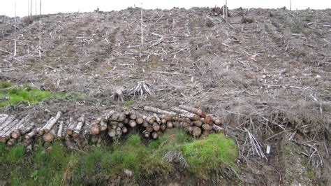 forestry policy hindsight forethought foresight clearfelling  wales