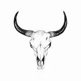 Skull Bull Drawing John Gordon Animal Tattoos Drawings Longhorn Tattoo Toro Skulls Draw Cow Desert Steer Pencil Colored Cráneo Cattle sketch template