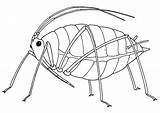 Aphid Insect Drawing Wingless Line Drawings Insects Biology Resources Aphids Life Biological Cycles Legs Fly Teaching Anatomy Getdrawings Crabby sketch template