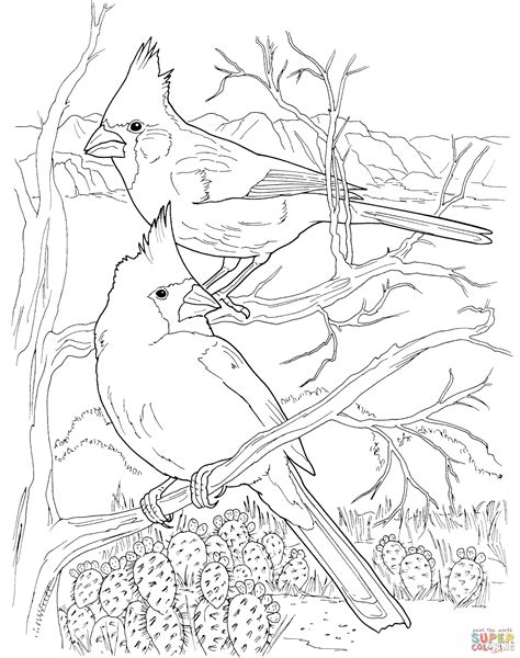 cardinal bird coloring page printable  file