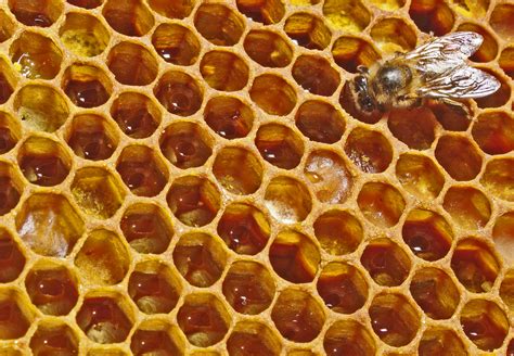 Ko1 Bee Hive With Apimaye Handy Frames A Langstroth Upgrade