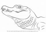 Alligator Draw Chinese Drawing Step Animals Tutorials Other Drawingtutorials101 sketch template