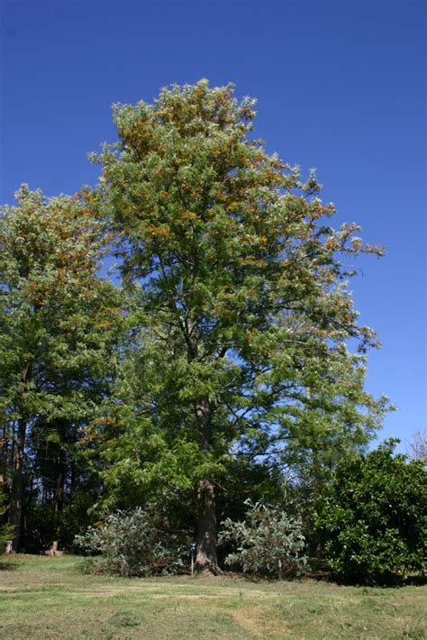 toowoomba plants silky oak