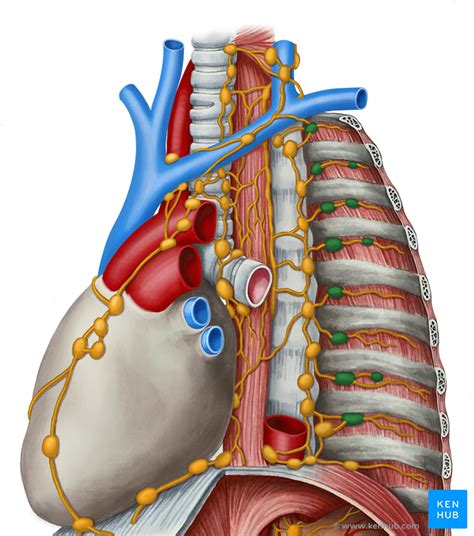 Anatomy Under The Right Rib Rib Cage Diagram With Organs