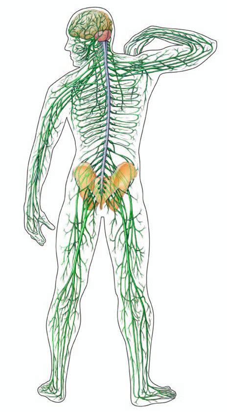 el cerebro humano el sistema nervioso en el ser humano