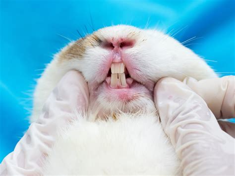 letstalk rabbits part  diseases scott veterinary clinic brantford ontario
