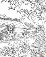Paisajes Dibujos Colorear Para Adultos Bird Jersey Coloring State Visitar Jilguero Plantillas sketch template