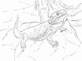 Bearded Dragon Coloring Printable Documents Educative Kids sketch template
