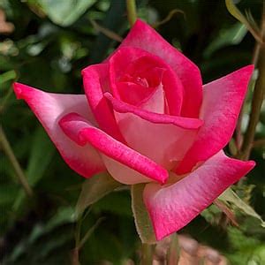 miniature roses types  care nurseries  australia