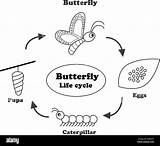 Ciclo Mariposa Vida Outline Papillon Contours Pour Sauver sketch template
