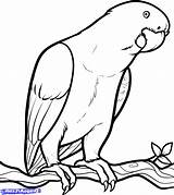 Parrot Coloring Pages Drawing Birds Easy Drawings Parrots Color Kids Clipart Draw Fish Bird Printable Below Getdrawings Looking Simple Children sketch template