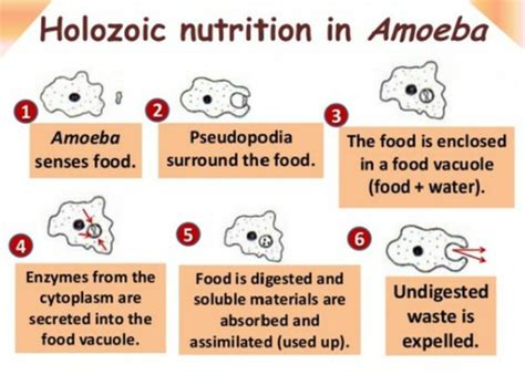 holozoic nutrition