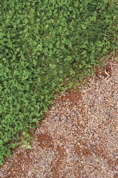 grow white clover overseeding lawn overseeding lawn