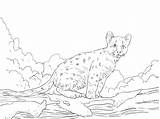 Coloring Pages Cougar Puma Baby Lion Color Printable Mountain Drawing Getcolorings Click Kids Skip Main Categories sketch template