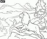 Narnia Aslan Cronache Leggendario Oncoloring sketch template