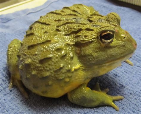 amphibians  garanimals blog
