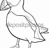 Puffin Coloring Pages Printable Tufted Puffins Getcolorings Getdrawings sketch template