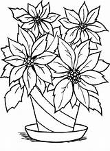Coloring Poinsettia Flower Flowers Christmas Drawing Flowerpot Clipart Outline Pot Drawings Printable Cliparts Vase Charming Clip Sheet sketch template